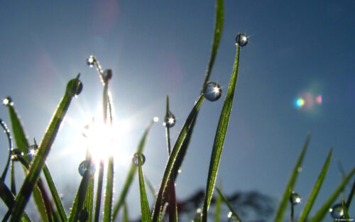 Grass with morning dew-AndrewHagen